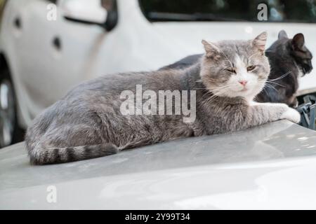 Eine ruhige graue Katze, die sich auf einer Autohaube im Sonnenlicht entspannt. Stockfoto