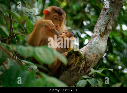 Südlicher Schweineschwanzmakaken Macaca nemestrina auch Sundaland oder Sunda Schweineschwanzmakaken oder Beruk, Affe aus Sundaland, Thailand, Malaysia und Indon Stockfoto