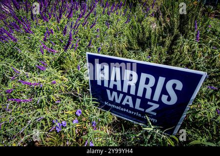 Placentia, Kalifornien, USA. Oktober 2024. Es ist Wahlkampfsaison in ganz Amerika. Ein Harris/Walz-Schild ist von den violetten Blumen des mexikanischen Salbei umgeben. (Kreditbild: © Bruce Chambers/ZUMA Press Wire) NUR REDAKTIONELLE VERWENDUNG! Nicht für kommerzielle ZWECKE! Stockfoto