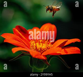 Placentia, Kalifornien, USA. Oktober 2024. Eine Biene schwebt über der Blüte einer Mexica-Sonnenblume, während der Herbst in den Vorstadtgärten in Orange County, Kalifornien, mit warmen Temperaturen und kühlen Nächten kommt. (Kreditbild: © Bruce Chambers/ZUMA Press Wire) NUR REDAKTIONELLE VERWENDUNG! Nicht für kommerzielle ZWECKE! Stockfoto