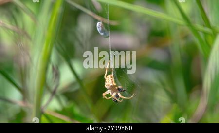 Eine europäische Gartenspinne (Araneus diadematus) in ihrem Netz und Beute, grüner Hintergrund Stockfoto