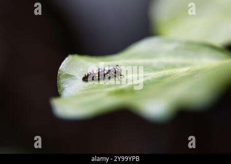 Ein kleiner schwarzer und gelber Käfer sitzt auf einem Blatt. Der Bug ist von einem grünen Blatt umgeben, das den Hauptfokus des Bildes darstellt. Der Bug scheint es zu sein Stockfoto