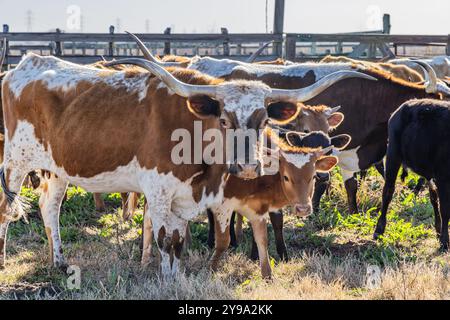 Yoakum, Texas, Usa. Longhorn Rinder auf einer Texas Ranch. Stockfoto