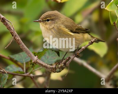 Chiffchaff Porträt [ phylloscopus collybita ] in somerset Großbritannien Stockfoto