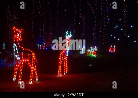 Zwei weihnachtliche Rentiere stehen vor hohen Lichterketten, die in einem Stadtpark im Nordosten von Ohio Bäume klettern. Stockfoto