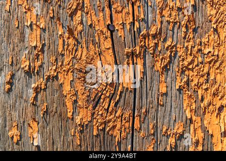 Hochheim, Texas, Usa. Sie schält orange Farbe an einer alten Holzwand ab. Stockfoto