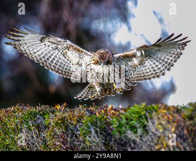 Ein junger Hawk-Rotschwanz stürzt von Bäumen in der Nähe herunter, um einem Eichhörnchen zu folgen, das es in den Büschen des Washington Park in Denver, Colorado, gefunden hat Stockfoto