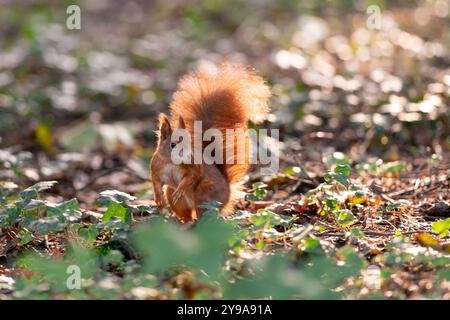 Ein leuchtendes rotes Eichhörnchen mit buschigem Schwanz steht im Unterholz eines sonnendurchfluteten Waldes wachsam und verkörpert die Schönheit und Neugier der Natur. Stockfoto