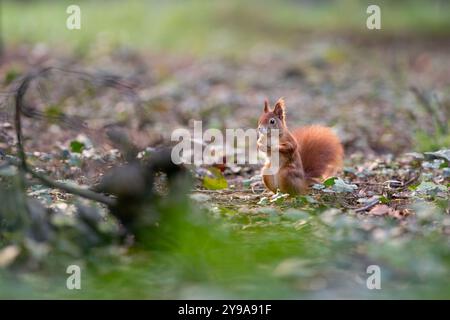 Bezauberndes Rotes Eichhörnchen, das in einer sonnigen Waldszene auf der Suche ist Stockfoto