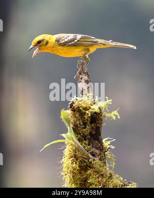 Weibliche Flammenfarbene Tanager (Piranga bidentata) aus Costa Rica Stockfoto