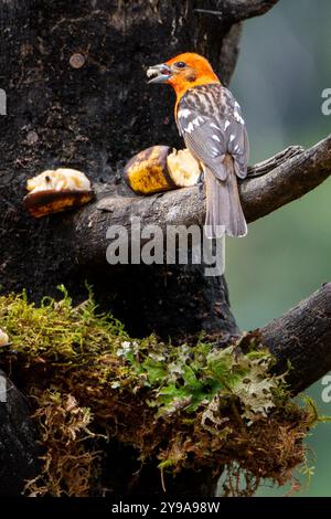 Flammfarbene Tanager (Piranga bidentata) aus Costa Rica Stockfoto