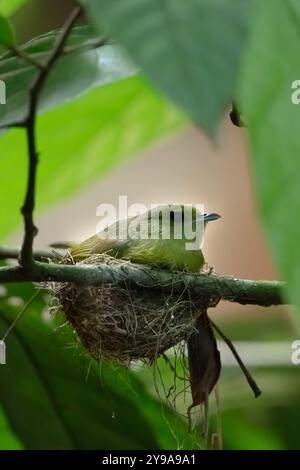 Weibliche Manakine (Piprinae) sitzt auf dem Nest im Wald von Costa Rica Stockfoto