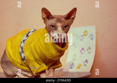 Eine kahle Katze der kanadischen Sphynx-Rasse, gekleidet in einem grünen gelben warmen Pullover, steht auf einem Tisch und schaut in die Kamera. Stilvolles Sphinx-Katzenkätzchen-Haustier. Stockfoto