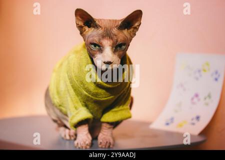 Eine kahle Katze der kanadischen Sphynx-Rasse, gekleidet in einem grünen gelben warmen Pullover, steht auf einem Tisch und schaut in die Kamera. Stilvolles Sphinx-Katzenkätzchen-Haustier. Stockfoto