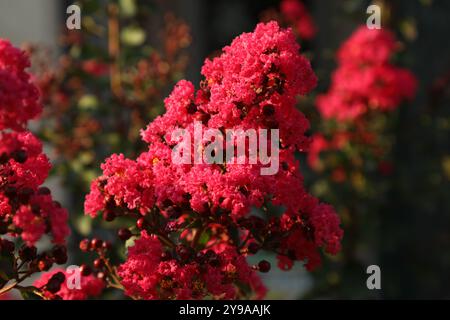 Pink Crepe Myrte Nahaufnahme Stockfoto