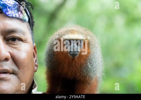 Madidi Titi Affe (Plecturocebus aureipalatii) aus peruanischem Amazonas sitzt auf der Schulter eines peruanischen Männchens Stockfoto