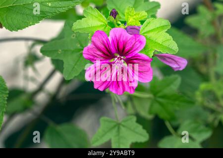 Schöne rosa Blume von Malva sylvestris oder gemeiner Malve im Sommer, Nahaufnahme Stockfoto