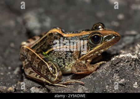 Ein wunderschöner Mascarene Grasfrosch (Ptychadena mascareniensis), auch bekannt als Mascarene Ridge Frog, in der Nähe eines Teichs im Liuwa Plain National Park Stockfoto