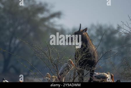 Männchen Nilgai oder Bluebuck oder blaue Kuh im Bharatput Nationalpark Stockfoto