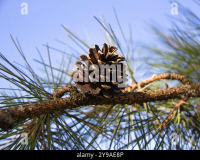 Pine Cone auf Ast Close-up Stockfoto