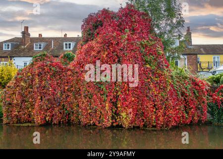 Parthenocissus quinquefolia, auch bekannt als Virginia Creeper, Victoria Creeper, Fünfblättriger Efeu oder Fünffinger, ist eine blühende Rebsorte in der Traube Stockfoto