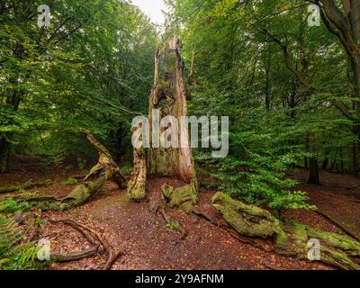 Abgestorbener Baumstamm im Urwald Sababurg, Gutsbezirk Reinhardswald Hofgeismar Hessen Deutschland *** Toter Baumstamm im Urwald Sababurg, Gutsbezirk Reinhardswald Hofgeismar Hessen Deutschland Stockfoto