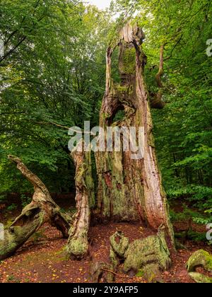 Abgestorbener Baumstamm im Urwald Sababurg, Gutsbezirk Reinhardswald Hofgeismar Hessen Deutschland *** Toter Baumstamm im Urwald Sababurg, Gutsbezirk Reinhardswald Hofgeismar Hessen Deutschland Stockfoto