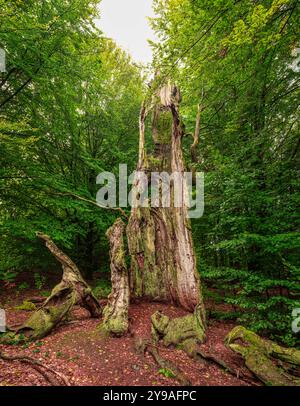 Abgestorbener Baumstamm im Urwald Sababurg, Gutsbezirk Reinhardswald Hofgeismar Hessen Deutschland *** Toter Baumstamm im Urwald Sababurg, Gutsbezirk Reinhardswald Hofgeismar Hessen Deutschland Stockfoto