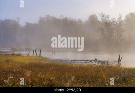 Früh morgens Nebel, Landschaft in und um Wittmoor, Norderstedt, Schleswig-Holstein, Deutschland, Europa Stockfoto