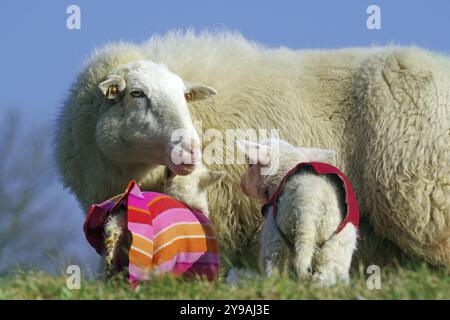 Schafe und Lämmer in bunten Springern auf einer grünen Wiese unter blauem Himmel, Elbdeich, Hitzacker, Damnatz, Wendland, Niedersachsen, Deutschland, Europa Stockfoto