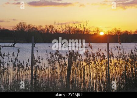 Die Sonne untergeht über einem ruhigen See mit Schilf im Vordergrund, Gartower See, Gartow, Wendland, Niedersachsen, Deutschland, Europa Stockfoto