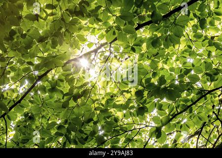 Sonnenstrahlen, die durch Blätter und Äste einer Buche leuchten, Skulpturenpark, Humlebaek, Niva Bugt, Hovedstaden, Oresundküste, Dänemark, Europa Stockfoto