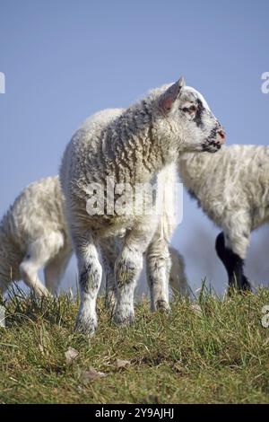 Nahaufnahme eines stehenden Lammes auf einer Wiese mit blauem Himmel, Elbdeich, Hitzacker, Damnatz, Wendland, Niedersachsen, Deutschland, Europa Stockfoto