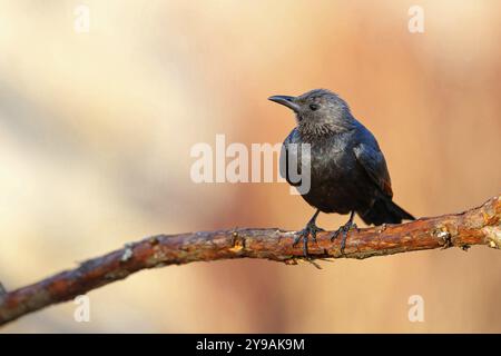 Ein roter Starling auf einem Barsch, (Onychognathus morio), Afrika, Südafrika, KwaZulu-Natal, Giant's Castle Hide, Imbabazane Local Municipality, KwaZ Stockfoto
