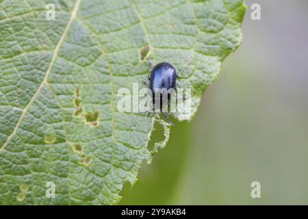 Erlenblattkäfer (Agelastica alni), auf Blatt, Nordrhein-Westfalen, Deutschland, Europa Stockfoto