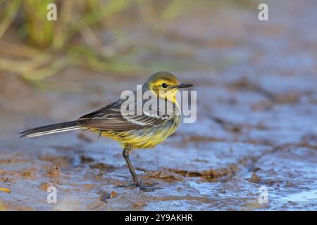 Citrine Bachtail (Motacilla citreola), auf der Suche in einem Biotope, Mittlerer Osten, Oman, songbird, Familie von Stelzen und Pipits, Raysut, Salalah, Dhofar, Oman Stockfoto