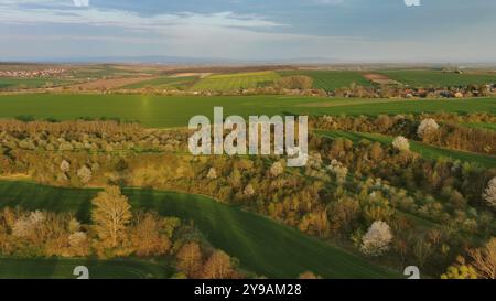 Blick aus der Vogelperspektive auf die wunderschönen grünen welligen Hügel mit landwirtschaftlichen Feldern im abendlichen Frühling. Region Südmähren, Tschechische Republik, Europa Stockfoto