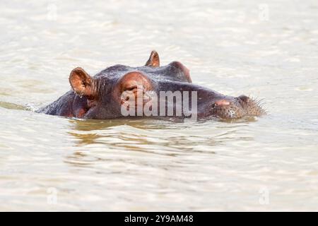 Flusspferde (Hippopotamus amphibius), iSimangaliso Wetland Park, St. Lucia, KwaZulu-Natal, Südafrika, Afrika Stockfoto