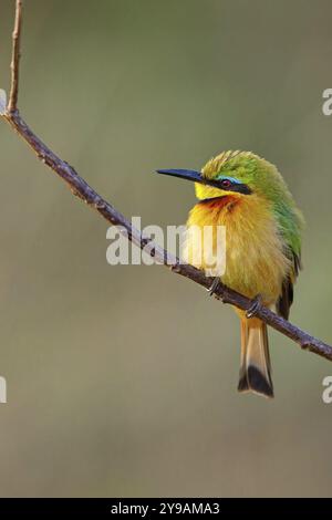 Zwergbienenfresser (Merops pusillus), auf Barsch, Afrika, Südafrika, KwaZulu-Natal, Bienenfresser-Familie, (Merops Apiaster), Ithala Game Reserve, Louwsburg Stockfoto