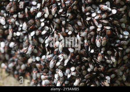 Lindenkäfer (Oxycarenus lavaterae), Nahaufnahme eines großen Haufens am Baumstamm, Nordrhein-Westfalen, Deutschland, Europa Stockfoto