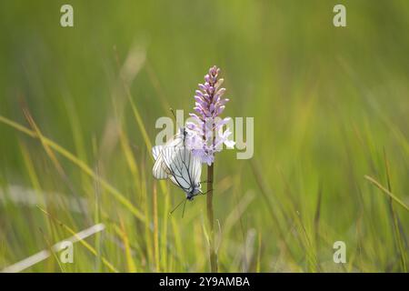 Moorland gefleckte Orchidee (Dactylorhiza maculata), Baum-weißer Schmetterling (Aporia crataegi), zwei Schmetterlinge, die eine Blume in der Sonne besuchen, Black Fore Stockfoto