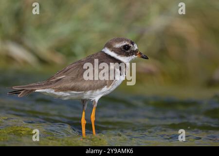 Ringpflauer (Charadrius hiaticula), Watvogel, Pflücker, Raysut, Salalah, Sohar, Oman, Asien Stockfoto