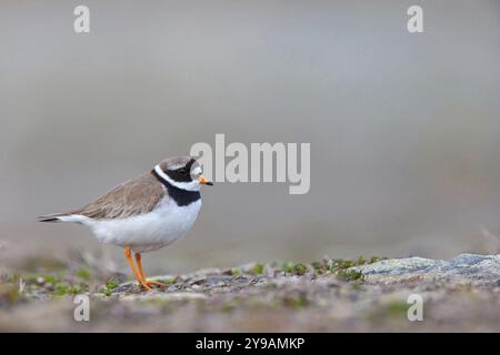 Ringpflauer (Charadrius hiaticula), Watvogel, Pflücker, Longyearbyen, Svalbard Spitzbergen, Norwegen, Europa Stockfoto
