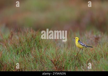 Citrine Bachtail (Motacilla citreola), auf der Suche in einem Biotope, Mittlerer Osten, Oman, songbird, Familie von Stelzen und Pipits, Raysut, Salalah, Dhofar, Oman Stockfoto