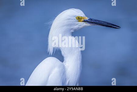 Wildreiher am Atlantik, Florida, USA, Nordamerika Stockfoto