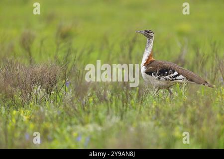 Kaffir Trastard (Ardeotis denhami, Neotis denhami), Trappen, Vögel, Afrika, Südafrika, KwaZulu-Natal, iSimangaliso Wetland Park, St. Lucia, KwaZul Stockfoto