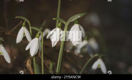 Die ersten schönen Schneeglöckchen im Frühlingswald. Galanthus nivalis blüht Stockfoto