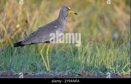 Senegal Lapwing, (Vanellus senegallus), Afrika, Südafrika, KwaZulu-Natal, Familie Triele, iSimangaliso Wetland Park, St. Lucia, Afrika Stockfoto