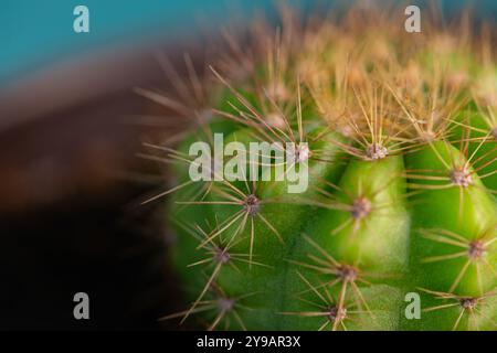 Cactus Close Up Makrospitze stachelig kleine dekorative Zimmerpflanze mit Dorngrün Stockfoto