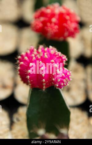 Mondkaktus rosa dekorative bunte Hauspflanze blühende gepfropfte Pflanze schön Stockfoto